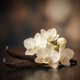 Vanilla Orchid