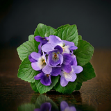 Violet Leaf